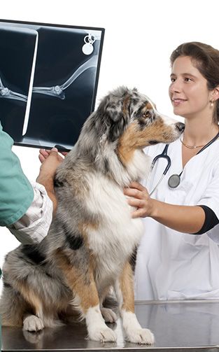 Amigos veterinaria examinando perro